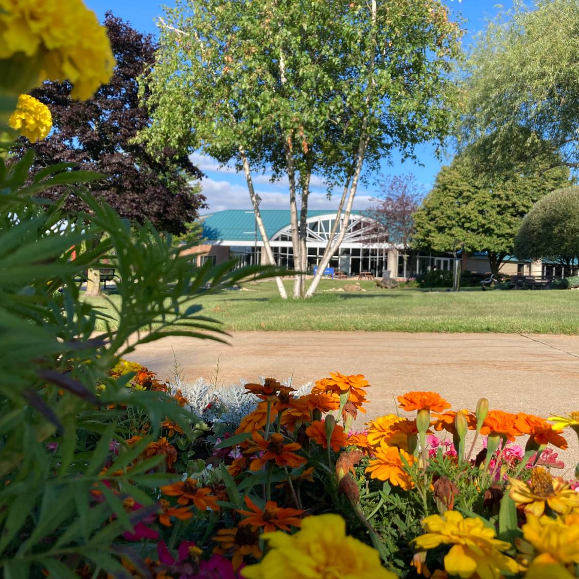 Library in summer