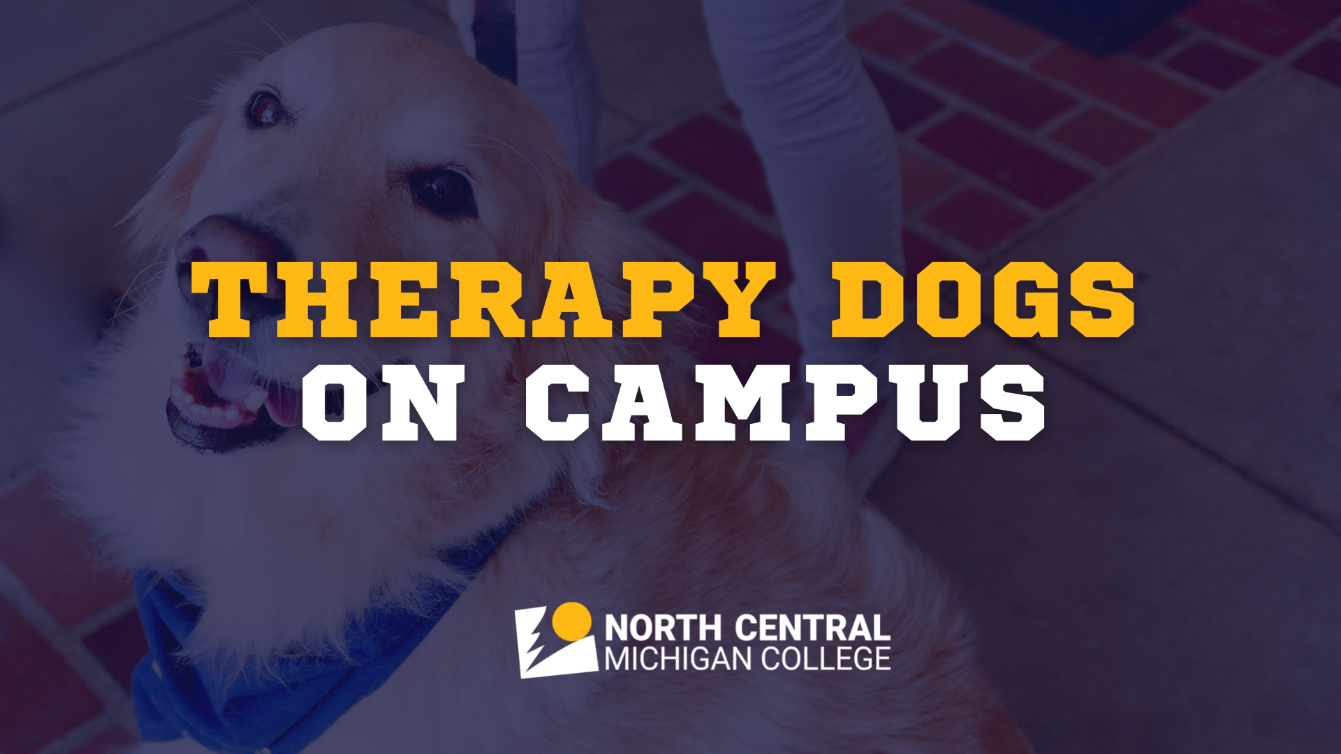 Therapy Dogs graphic